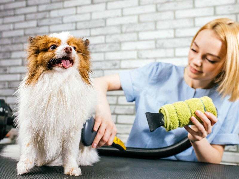 Pet Healthy With Seasonal Grooming